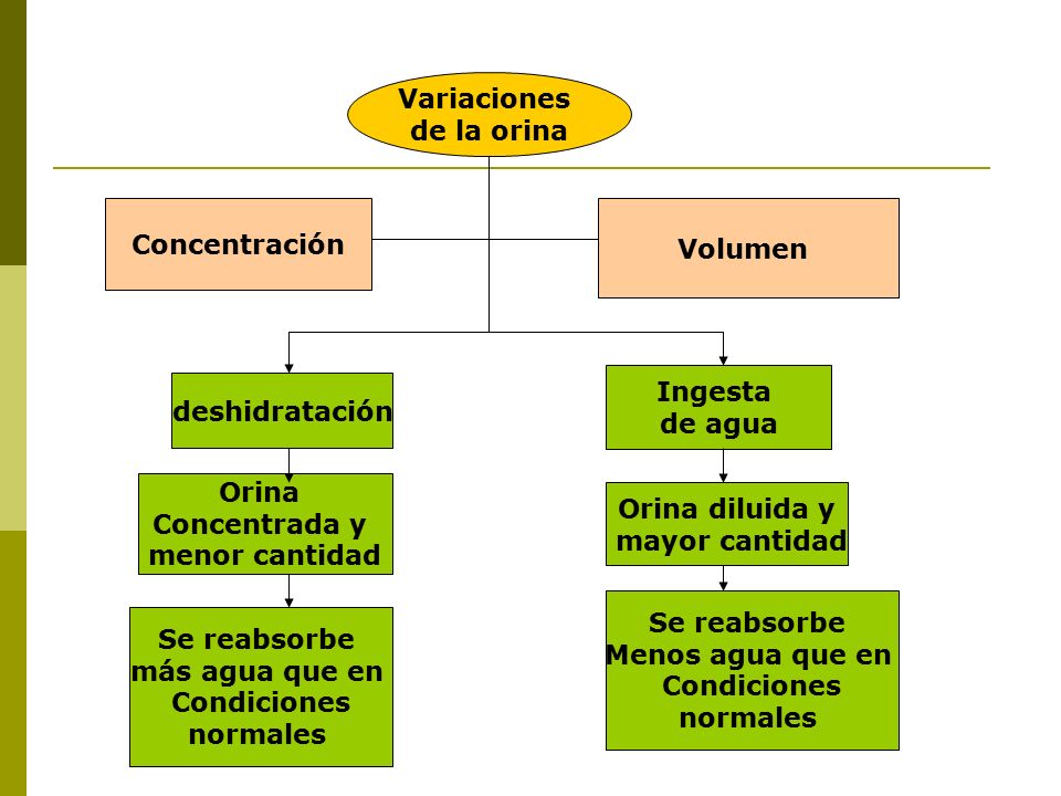 Variaciones de la orina. Concentración. Volumen. Ingesta. de agua. deshidratación. Orina. Concentrada y.