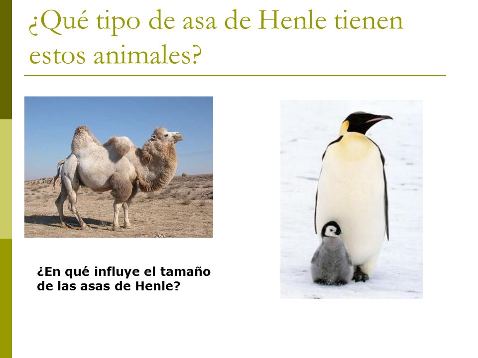 ¿Qué tipo de asa de Henle tienen estos animales
