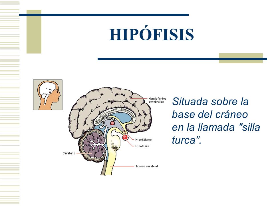 HIPÓFISIS Situada sobre la base del cráneo en la llamada silla turca .