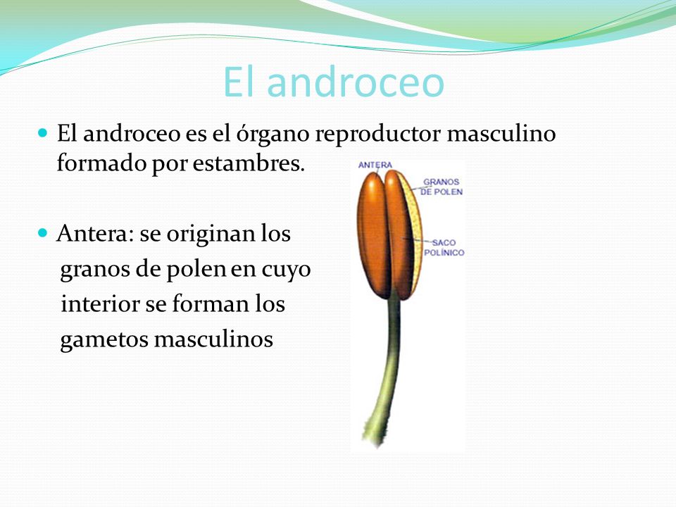 El androceo El androceo es el órgano reproductor masculino formado por estambres. Antera: se originan los.
