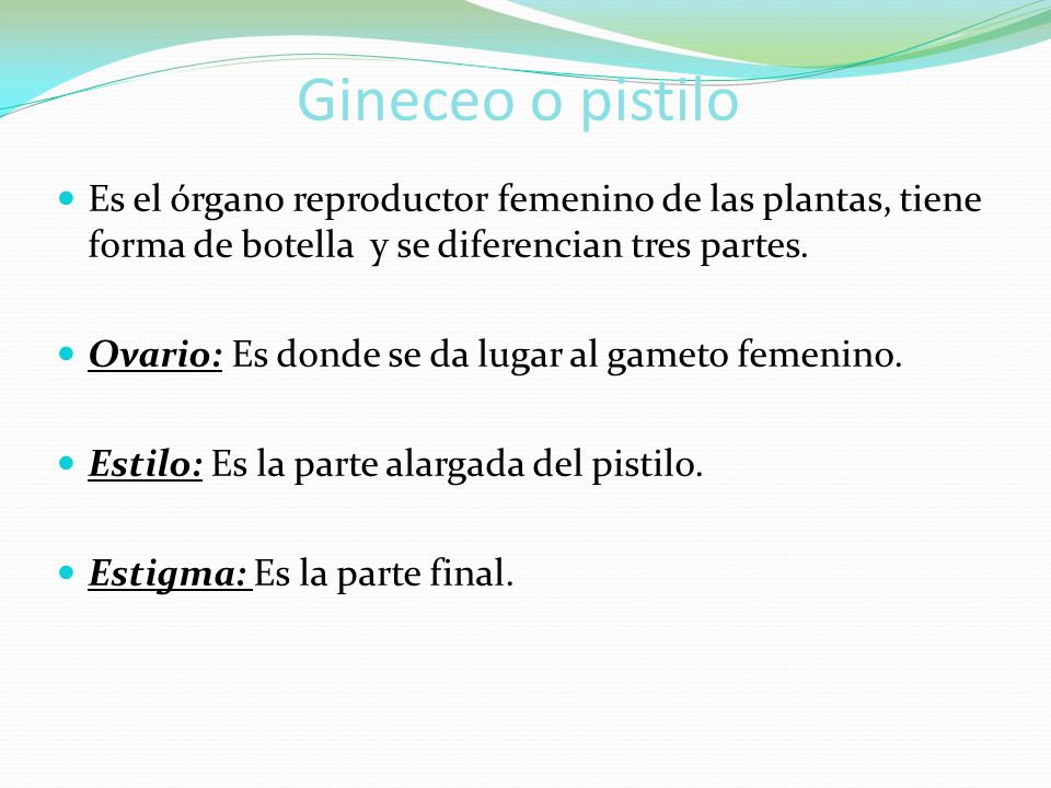 Gineceo o pistilo Es el órgano reproductor femenino de las plantas, tiene forma de botella y se diferencian tres partes.