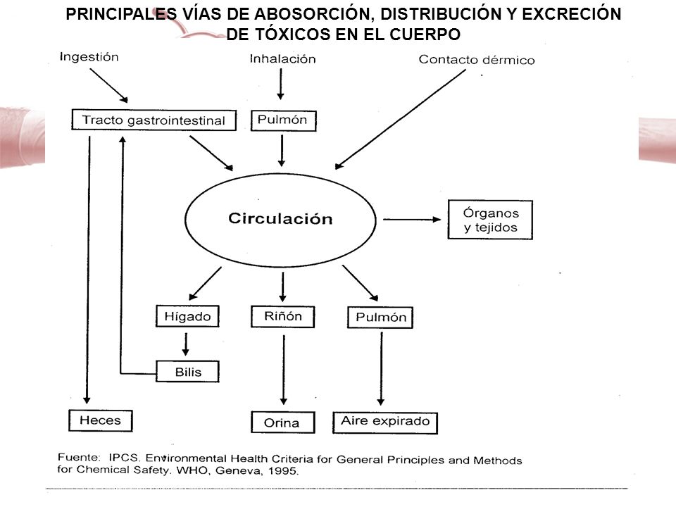 PRINCIPALES VÍAS DE ABOSORCIÓN, DISTRIBUCIÓN Y EXCRECIÓN DE TÓXICOS EN EL CUERPO