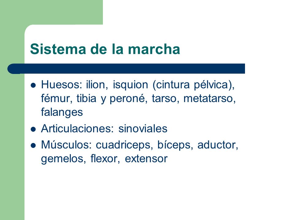 Sistema de la marcha Huesos: ilion, isquion (cintura pélvica), fémur, tibia y peroné, tarso, metatarso, falanges.