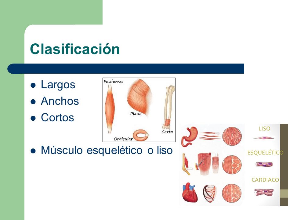 Clasificación Largos Anchos Cortos Músculo esquelético o liso