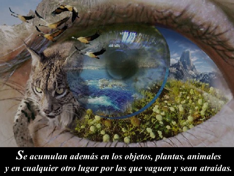 Se acumulan además en los objetos, plantas, animales y en cualquier otro lugar por las que vaguen y sean atraídas.