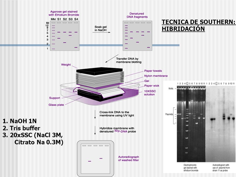 TECNICA DE SOUTHERN: HIBRIDACIÓN 1. NaOH 1N 2. Tris buffer 3. 20xSSC (NaCl 3M, Citrato Na 0.3M)