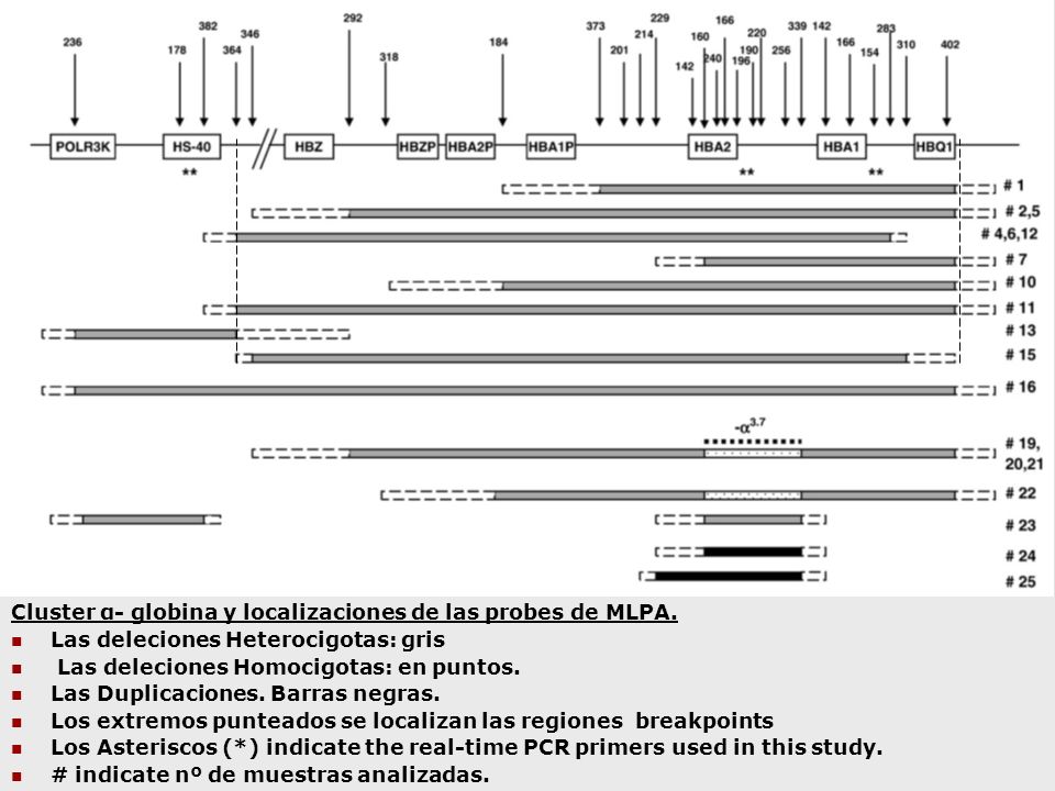 Cluster α- globina y localizaciones de las probes de MLPA.
