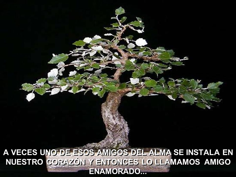 A VECES UNO DE ESOS AMIGOS DEL ALMA SE INSTALA EN NUESTRO CORAZÓN Y ENTONCES LO LLAMAMOS AMIGO ENAMORADO...