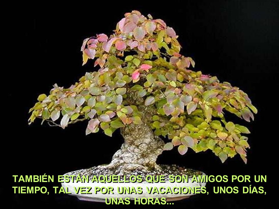 TAMBIÉN ESTÁN AQUELLOS QUE SON AMIGOS POR UN TIEMPO, TAL VEZ POR UNAS VACACIONES, UNOS DÍAS, UNAS HORAS...