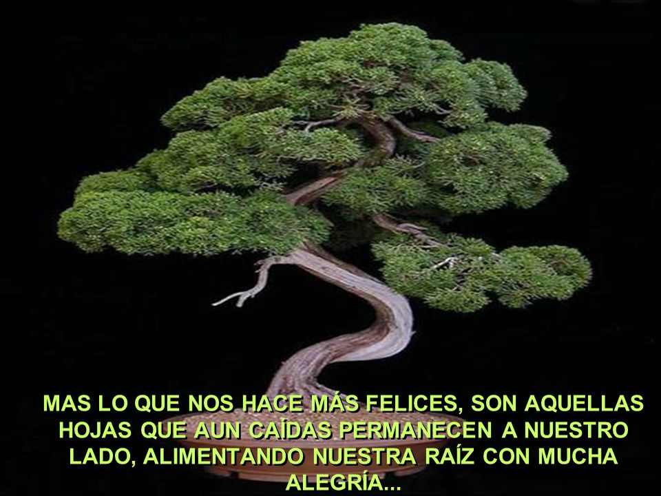MAS LO QUE NOS HACE MÁS FELICES, SON AQUELLAS HOJAS QUE AUN CAÍDAS PERMANECEN A NUESTRO LADO, ALIMENTANDO NUESTRA RAÍZ CON MUCHA ALEGRÍA...