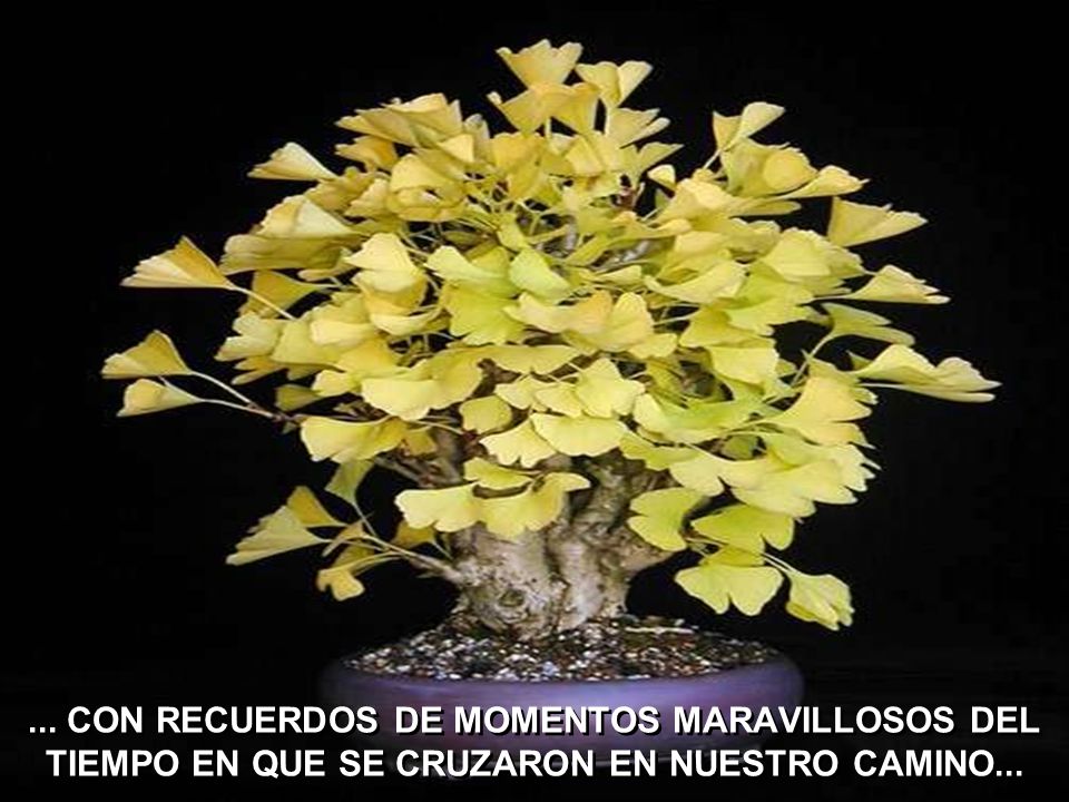 ... CON RECUERDOS DE MOMENTOS MARAVILLOSOS DEL TIEMPO EN QUE SE CRUZARON EN NUESTRO CAMINO...