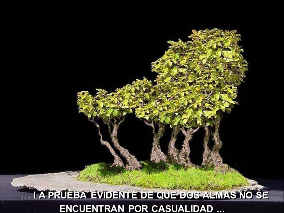 … LA PRUEBA EVIDENTE DE QUE DOS ALMAS NO SE ENCUENTRAN POR CASUALIDAD ...