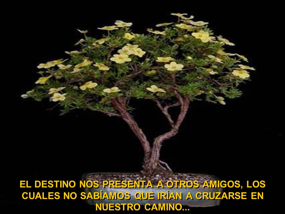 EL DESTINO NOS PRESENTA A OTROS AMIGOS, LOS CUALES NO SABÍAMOS QUE IRÍAN A CRUZARSE EN NUESTRO CAMINO...