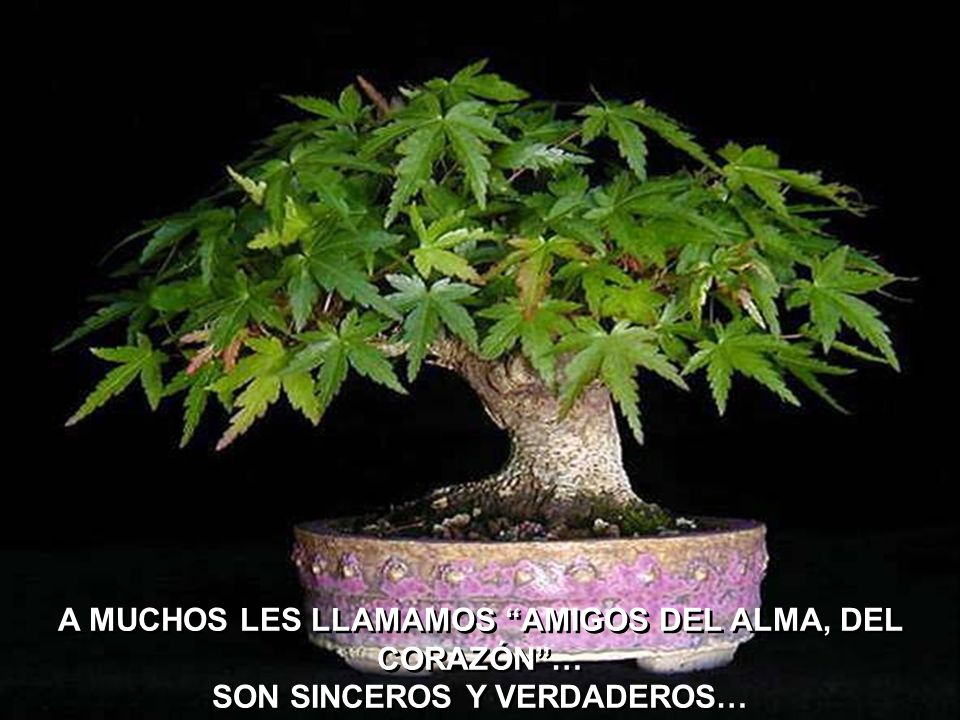 A MUCHOS LES LLAMAMOS AMIGOS DEL ALMA, DEL CORAZÓN … SON SINCEROS Y VERDADEROS…