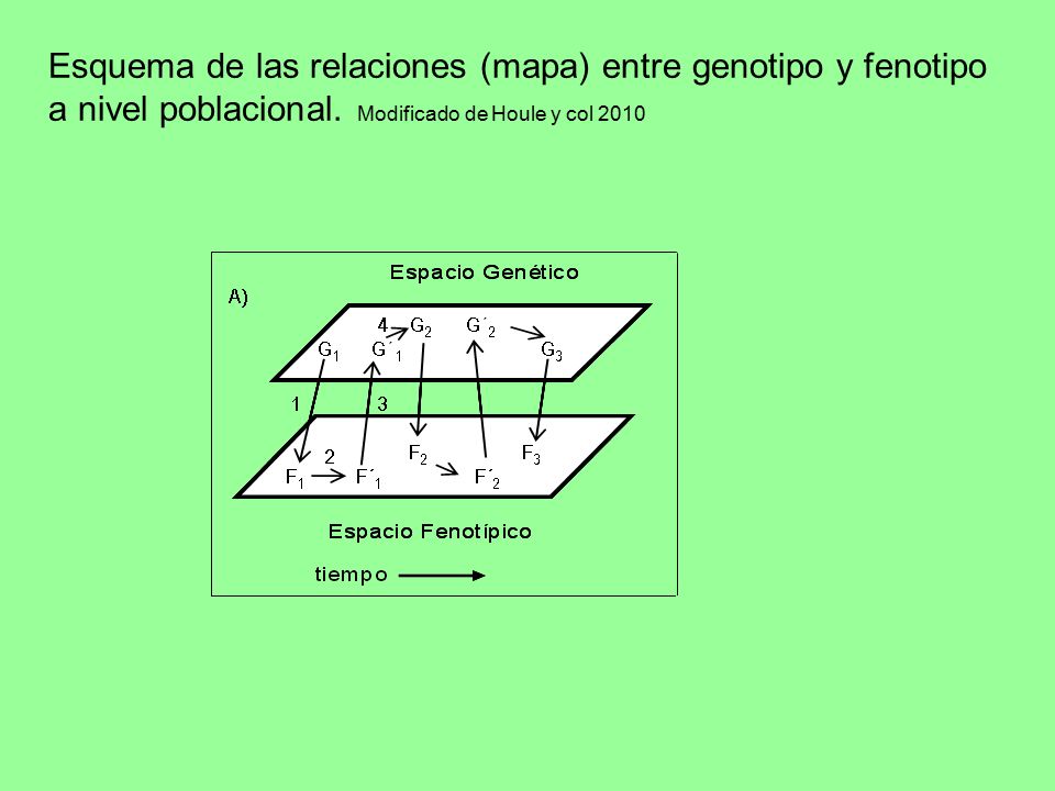 Esquema de las relaciones (mapa) entre genotipo y fenotipo a nivel poblacional.