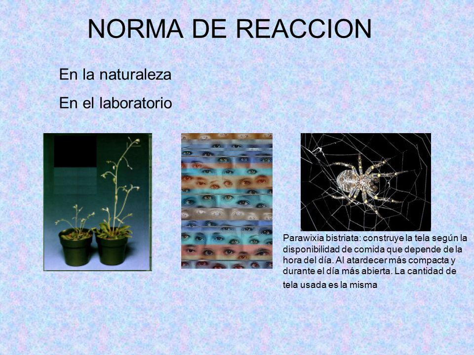 NORMA DE REACCION En la naturaleza En el laboratorio