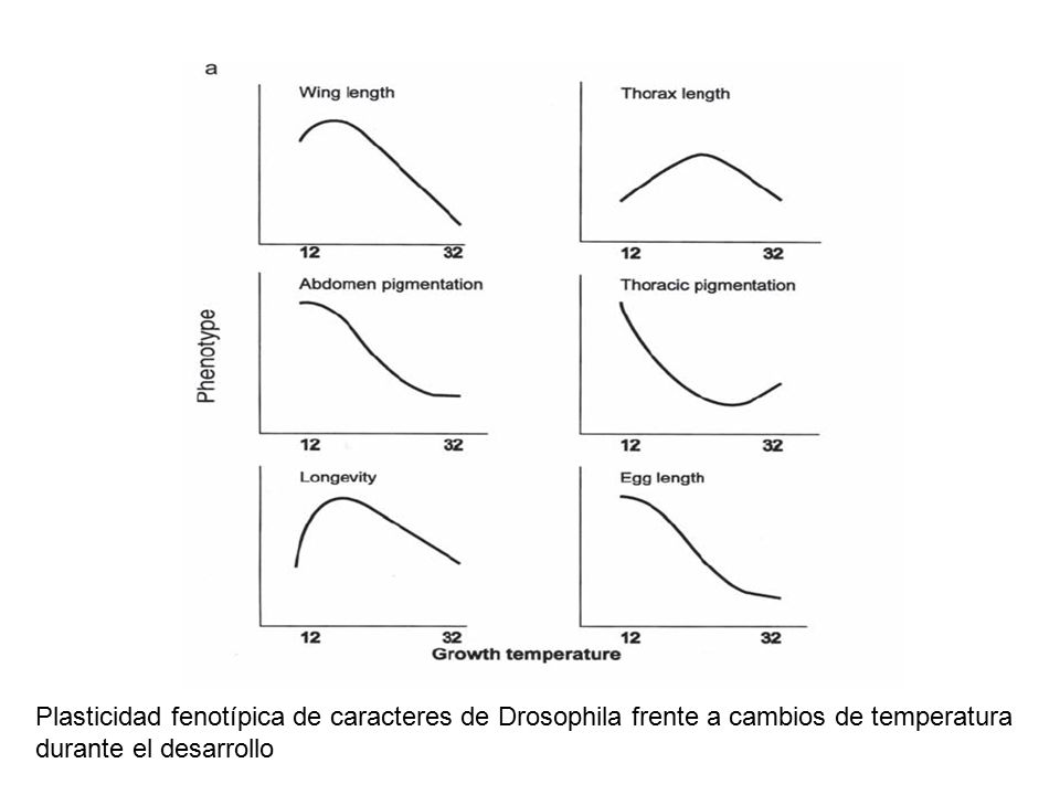 Plasticidad fenotípica de caracteres de Drosophila frente a cambios de temperatura durante el desarrollo