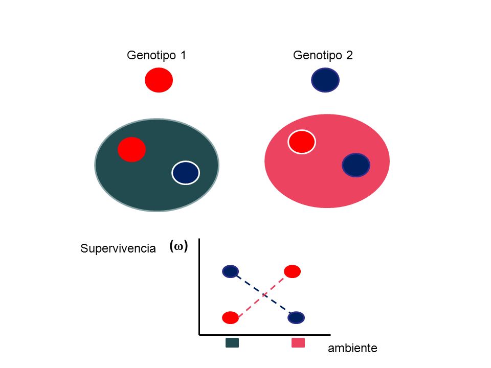 Genotipo 1 Genotipo 2 Supervivencia () ambiente