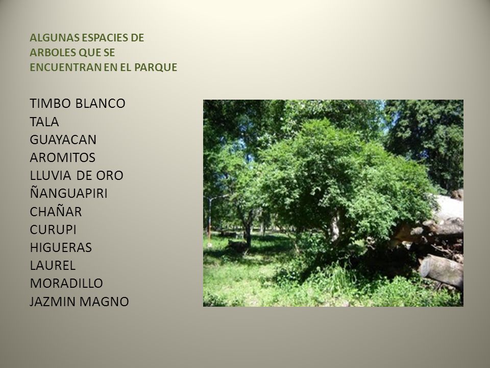 ALGUNAS ESPACIES DE ARBOLES QUE SE ENCUENTRAN EN EL PARQUE