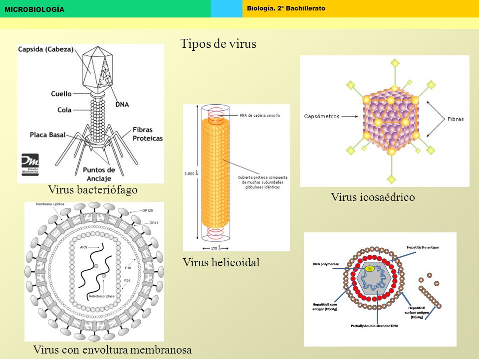 Tipos de virus Virus bacteriófago Virus icosaédrico Virus helicoidal