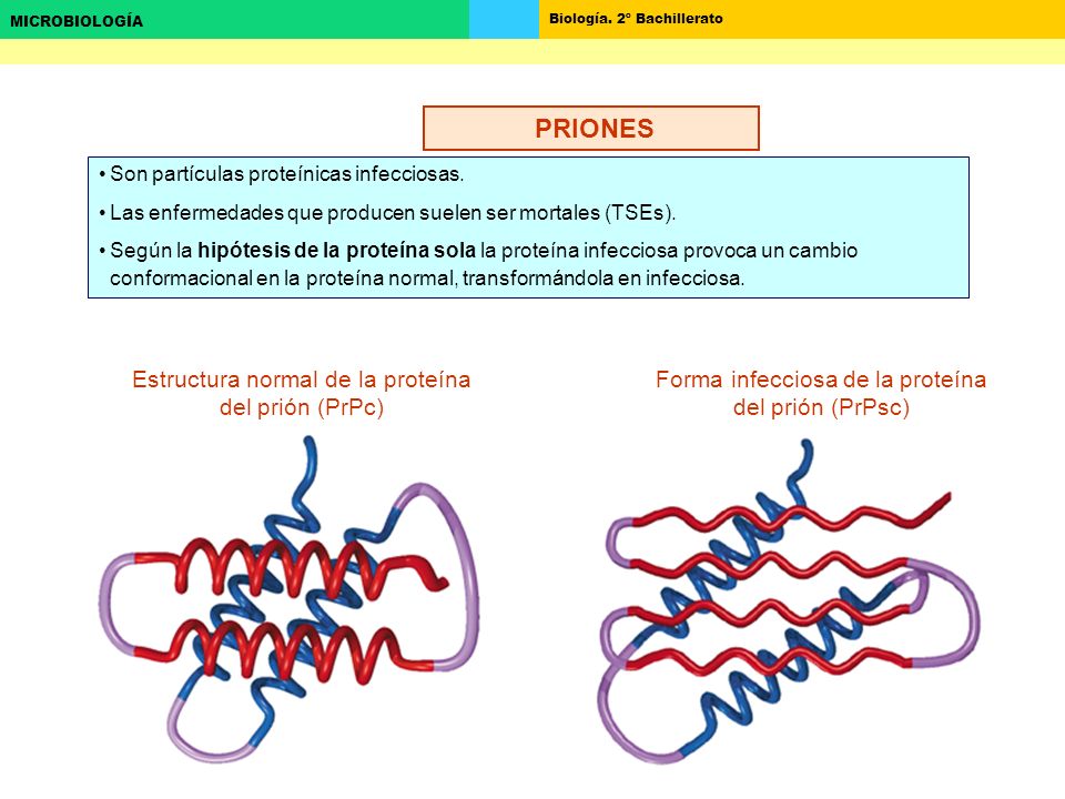 PRIONES PRIONES Estructura normal de la proteína del prión (PrPc)