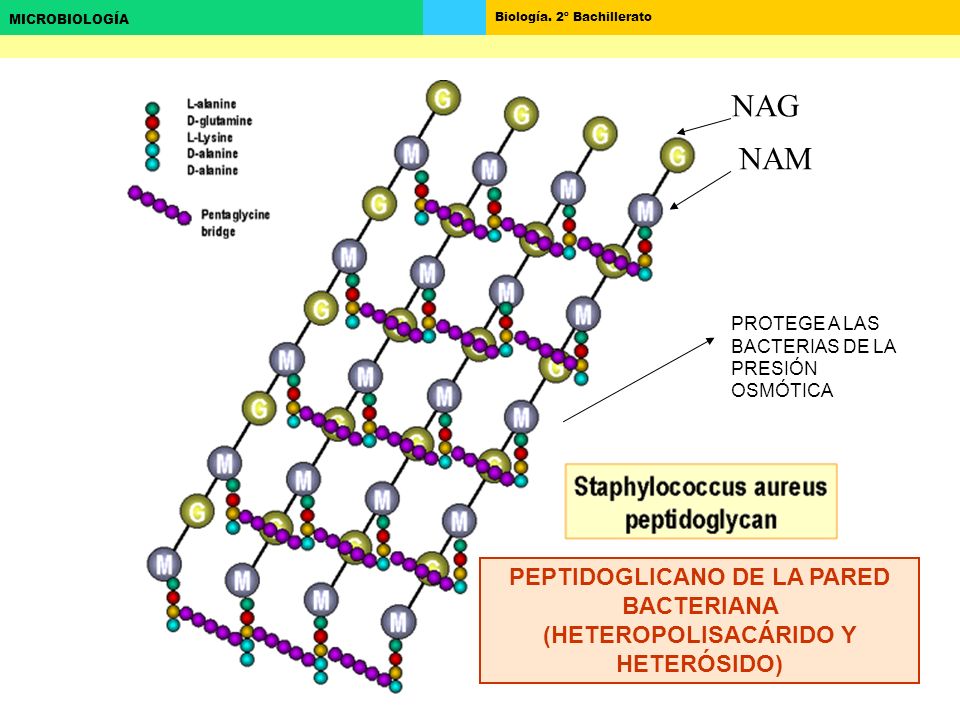 NAG NAM. PROTEGE A LAS BACTERIAS DE LA PRESIÓN OSMÓTICA.
