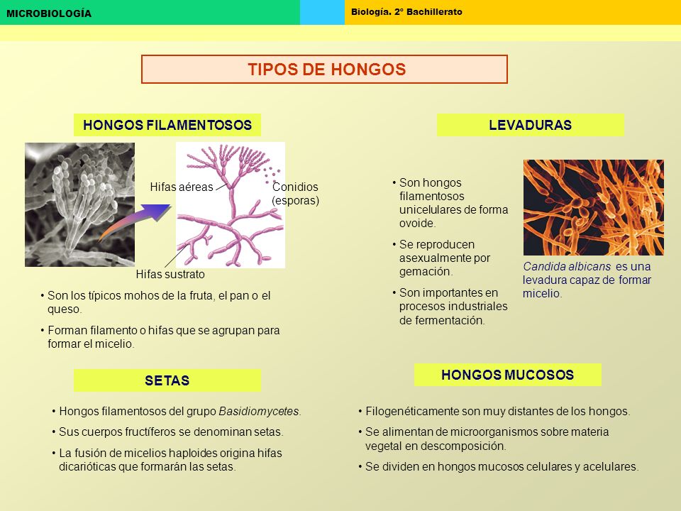 TIPOS DE HONGOS HONGOS FILAMENTOSOS LEVADURAS HONGOS MUCOSOS SETAS