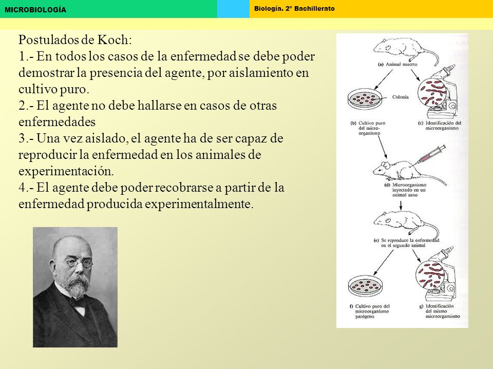 Postulados de Koch: 1.- En todos los casos de la enfermedad se debe poder demostrar la presencia del agente, por aislamiento en cultivo puro.