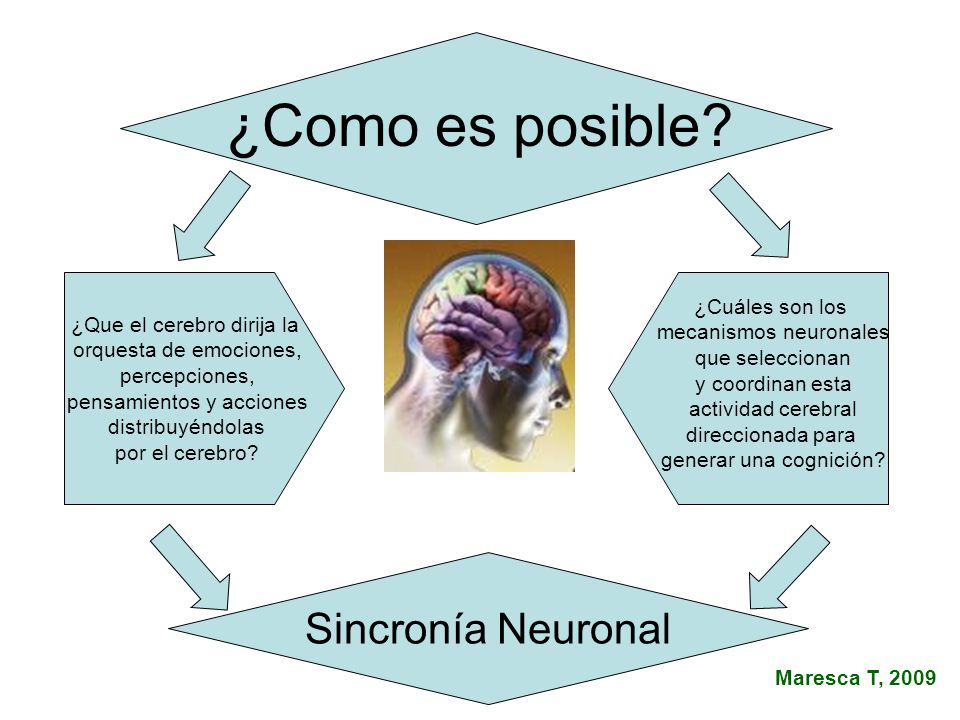 ¿Como es posible Sincronía Neuronal ¿Que el cerebro dirija la