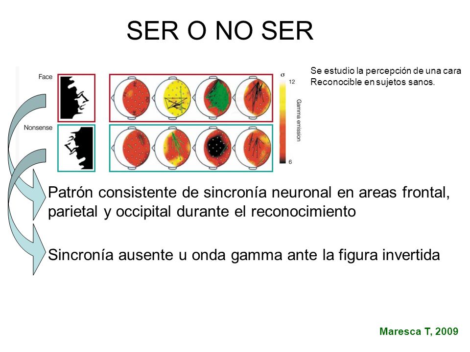 SER O NO SER Se estudio la percepción de una cara. Reconocible en sujetos sanos. Patrón consistente de sincronía neuronal en areas frontal,