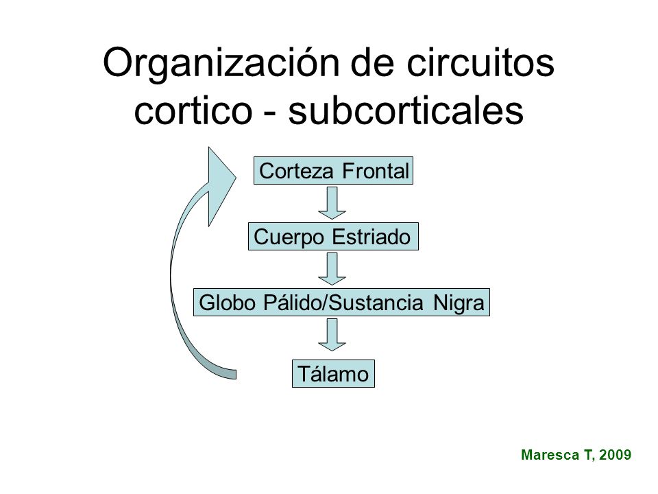 Organización de circuitos cortico - subcorticales