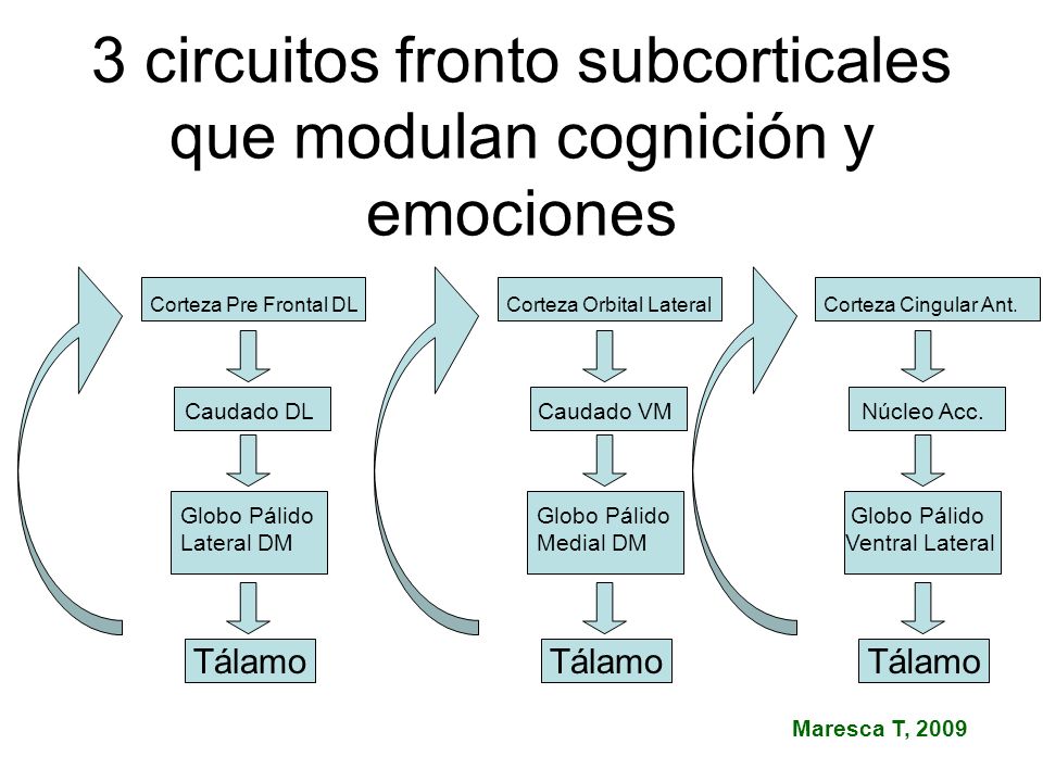 3 circuitos fronto subcorticales que modulan cognición y emociones