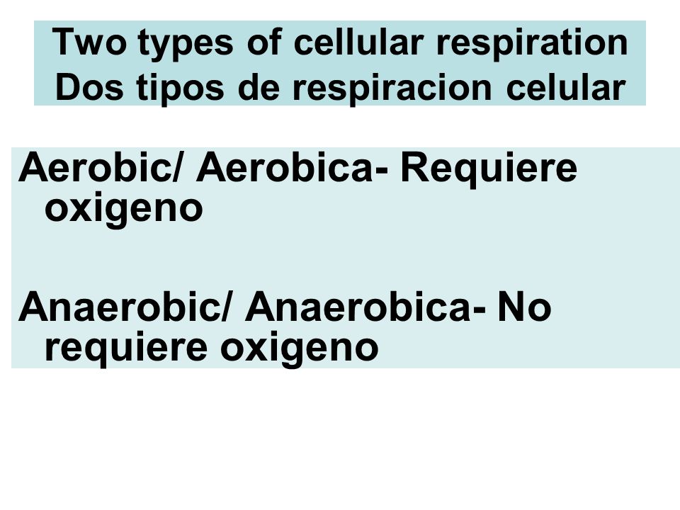 Two types of cellular respiration Dos tipos de respiracion celular