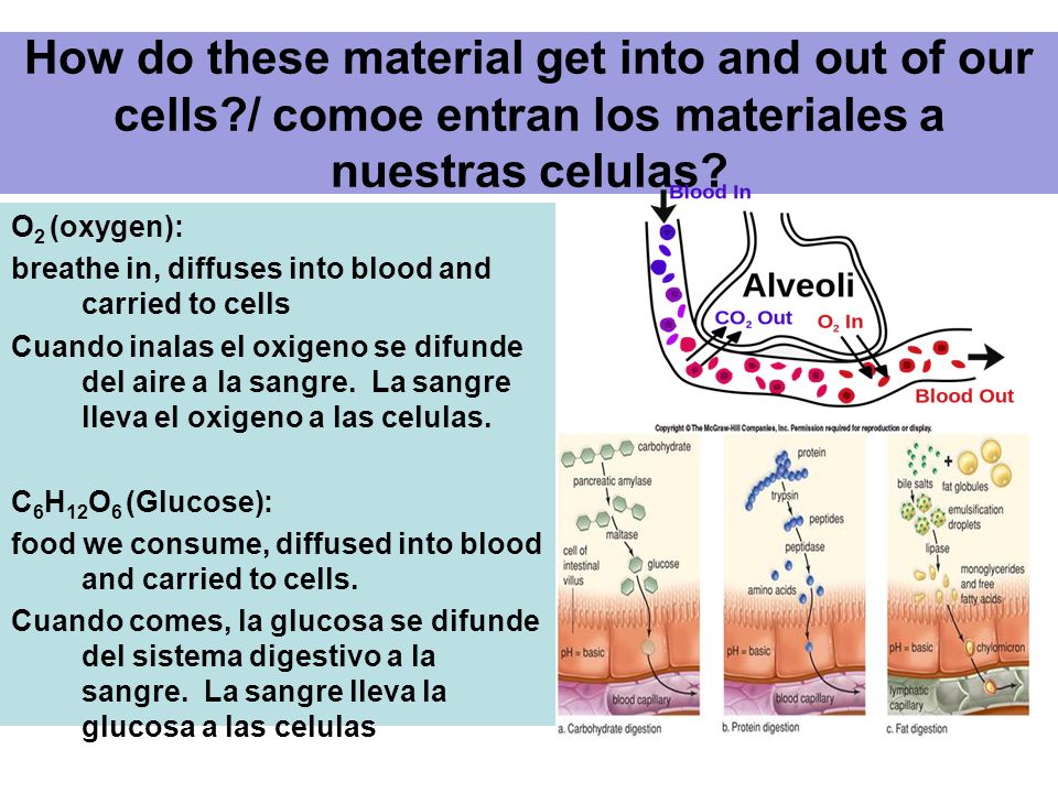 How do these material get into and out of our cells