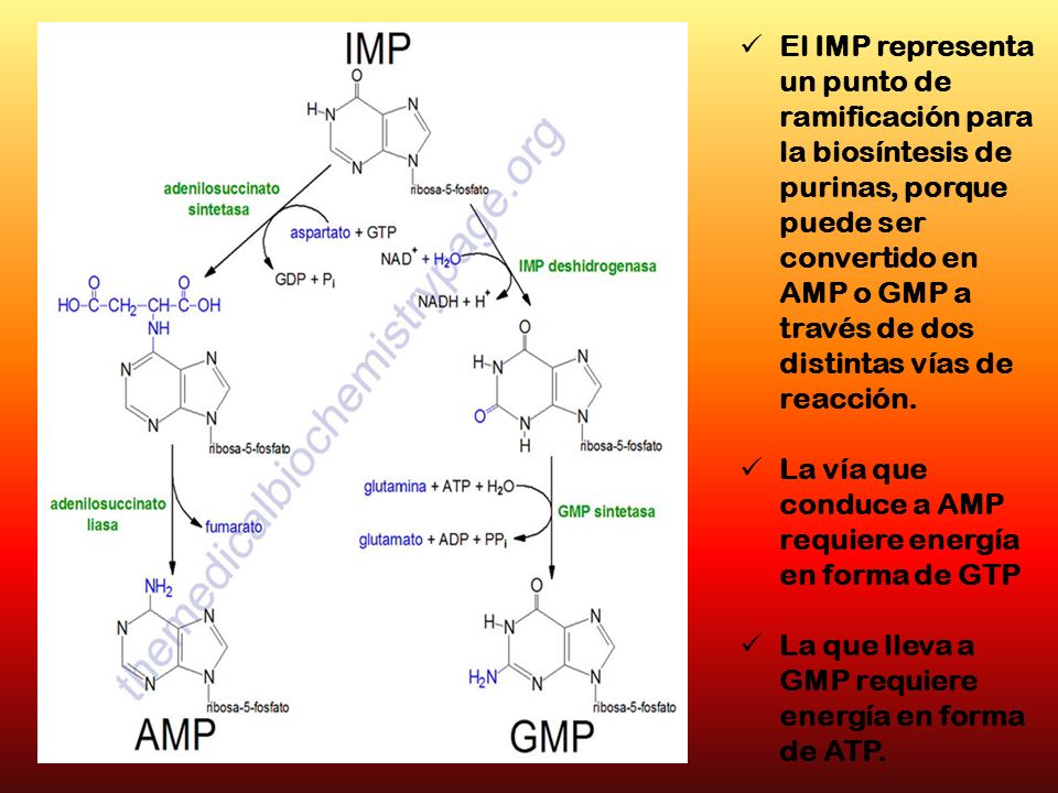 El IMP representa un punto de ramificación para la biosíntesis de purinas, porque puede ser convertido en AMP o GMP a través de dos distintas vías de reacción.
