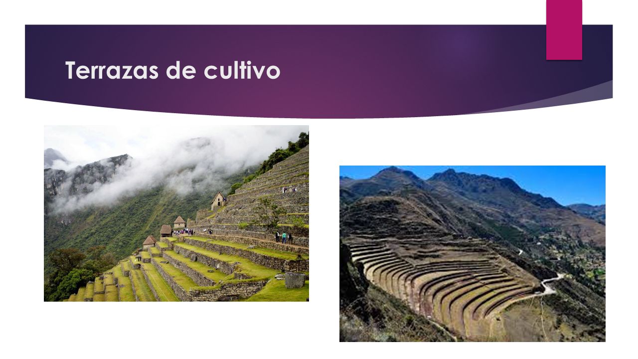 Formas De Cultivo Y Alimentos De Los Incas Ppt Video