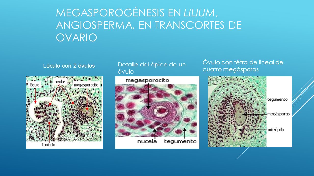 Megasporogénesis en Lilium, angiosperma, en transcortes de ovario