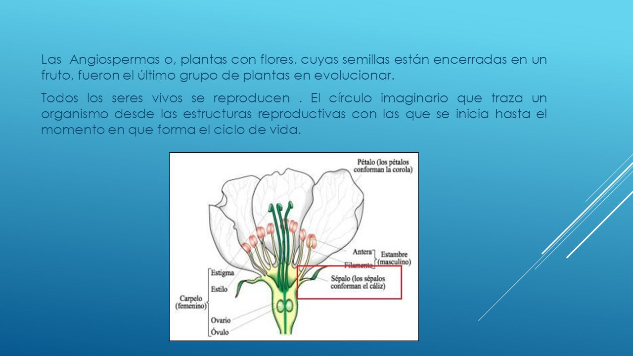 Las Angiospermas o, plantas con flores, cuyas semillas están encerradas en un fruto, fueron el último grupo de plantas en evolucionar.