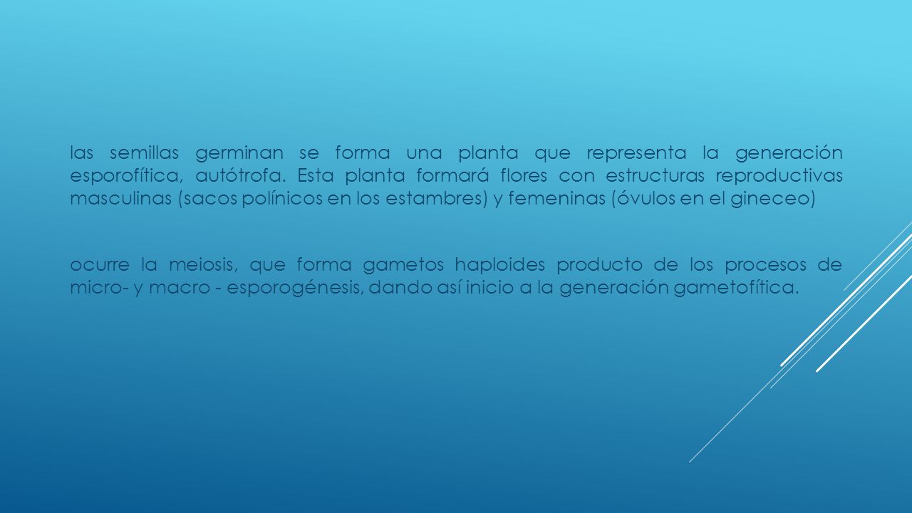 las semillas germinan se forma una planta que representa la generación esporofítica, autótrofa.