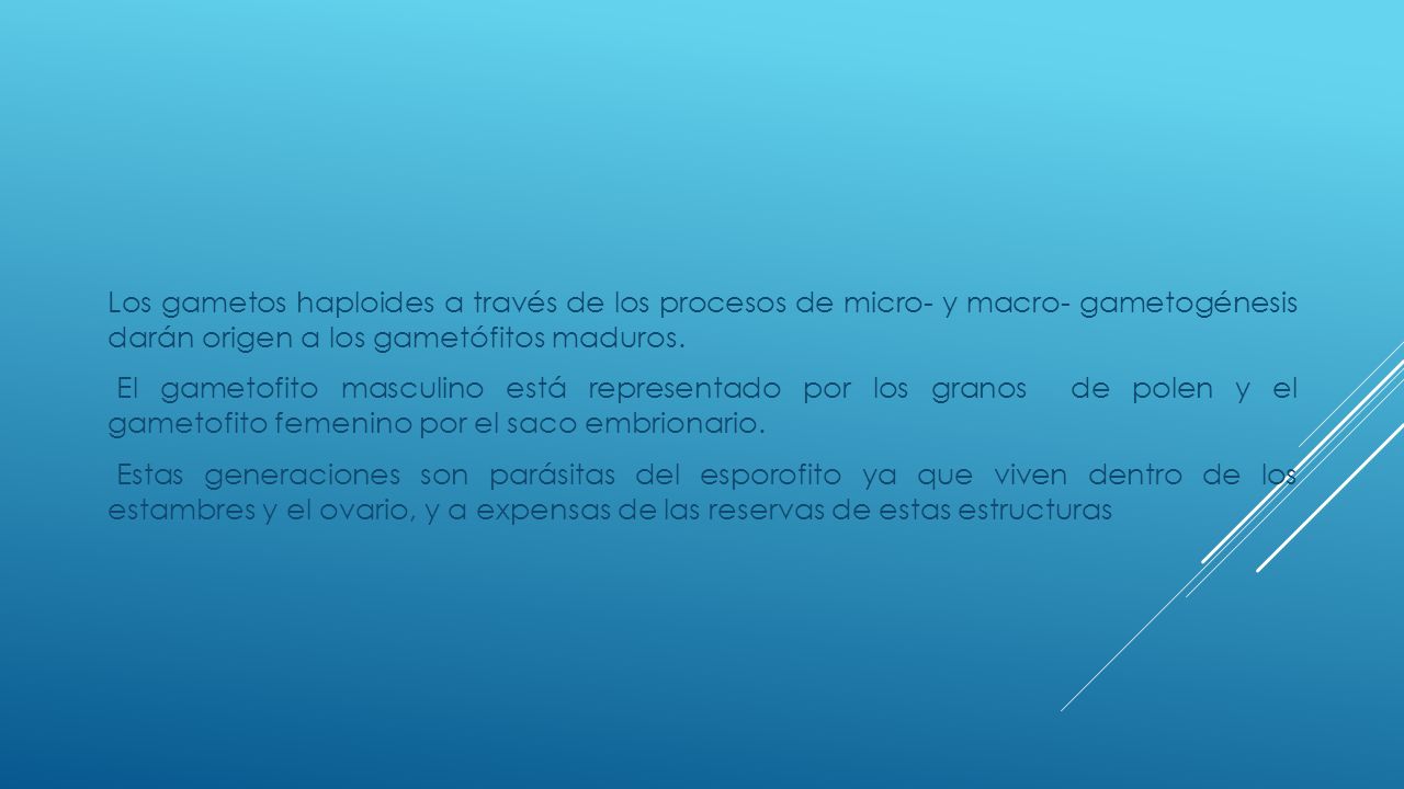 Los gametos haploides a través de los procesos de micro- y macro- gametogénesis darán origen a los gametófitos maduros.