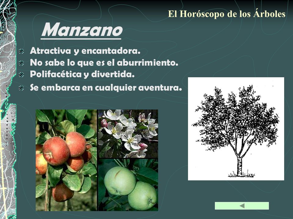 Manzano El Horóscopo de los Árboles Atractiva y encantadora.