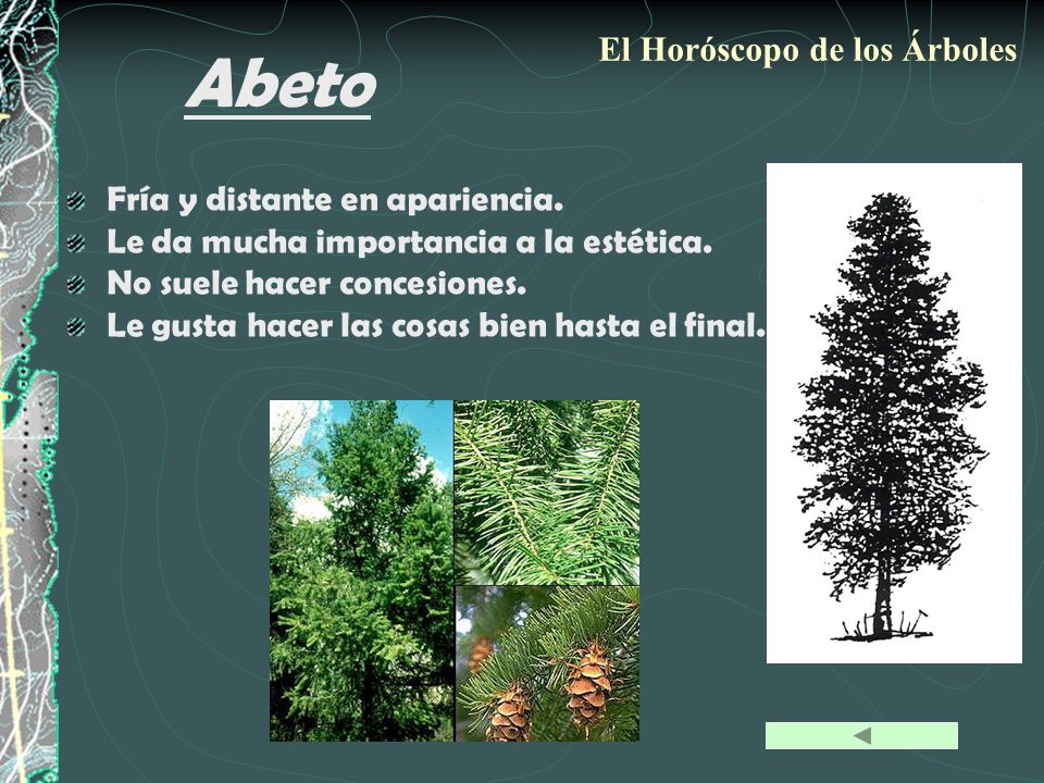 Abeto El Horóscopo de los Árboles Fría y distante en apariencia.