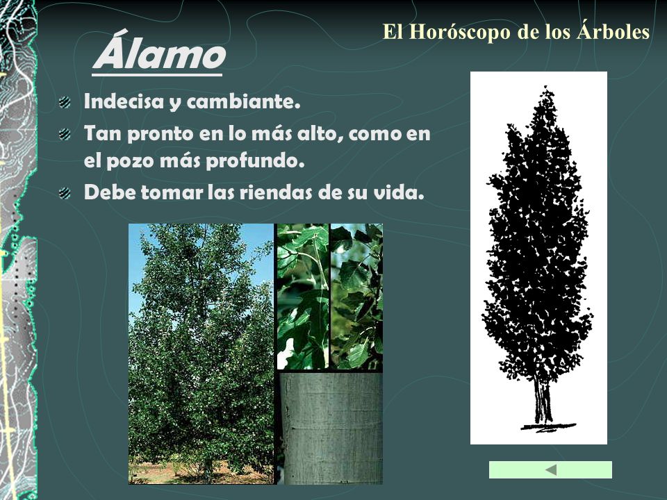 Álamo El Horóscopo de los Árboles Indecisa y cambiante.