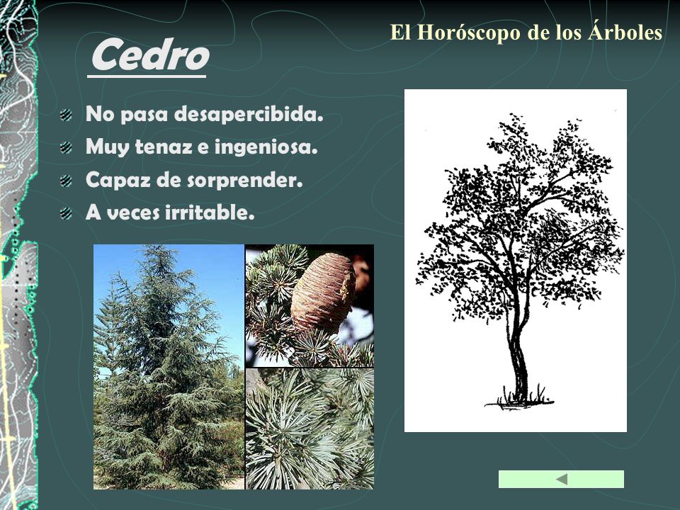 Cedro El Horóscopo de los Árboles No pasa desapercibida.