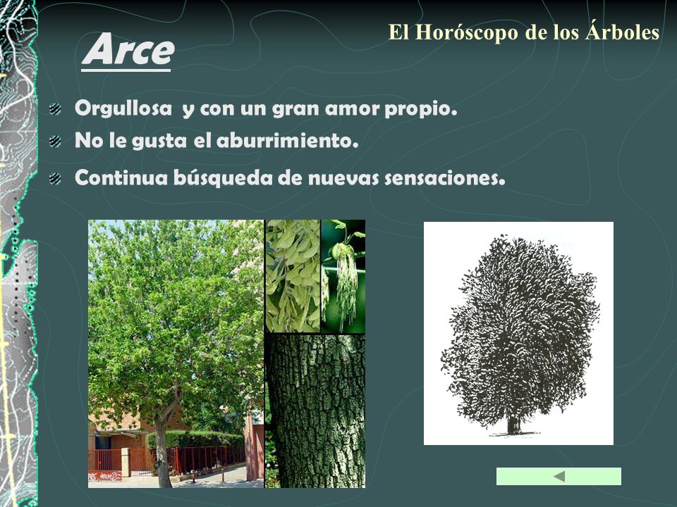 Arce El Horóscopo de los Árboles Orgullosa y con un gran amor propio.