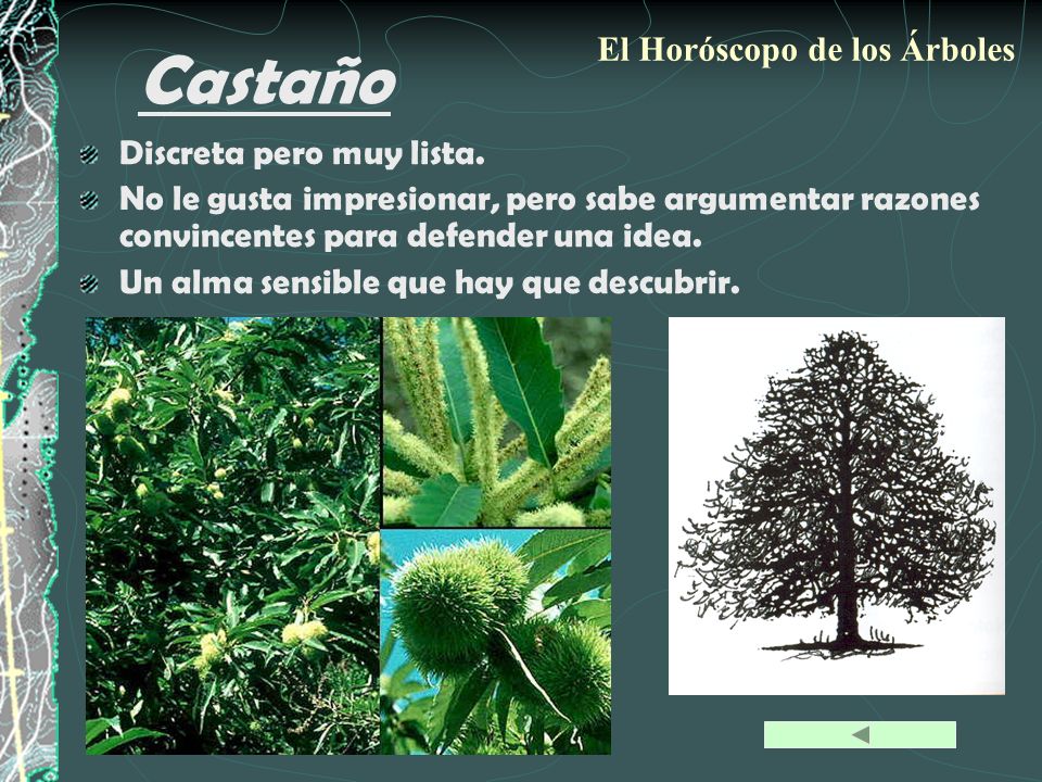 Castaño El Horóscopo de los Árboles Discreta pero muy lista.