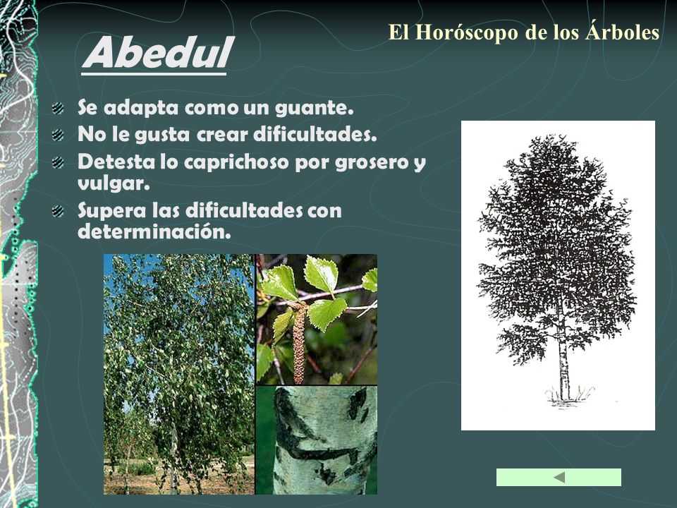 Abedul El Horóscopo de los Árboles Se adapta como un guante.