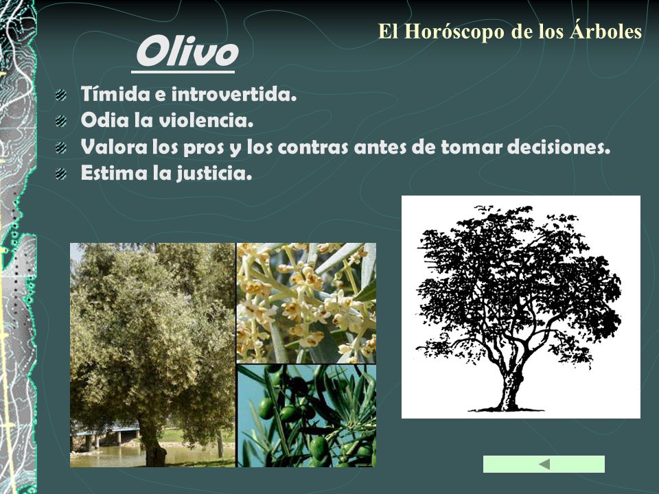 Olivo El Horóscopo de los Árboles Tímida e introvertida.