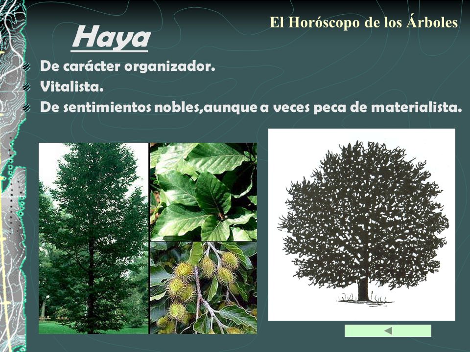 Haya El Horóscopo de los Árboles De carácter organizador. Vitalista.