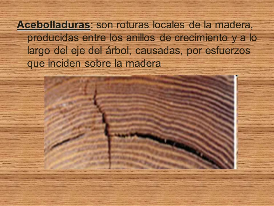 Acebolladuras: son roturas locales de la madera, producidas entre los anillos de crecimiento y a lo largo del eje del árbol, causadas, por esfuerzos que inciden sobre la madera